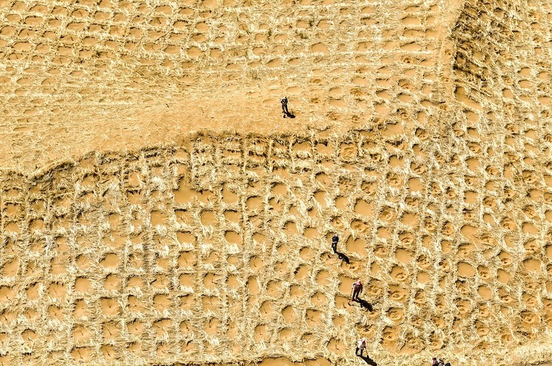 Gansu : Minqin va construire une ceinture verte à bords fermés de 380 km pour renforcer la barrière de sécurité écologique