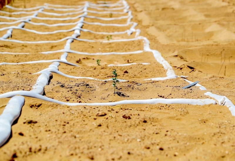 Gansu : Minqin va construire une ceinture verte à bords fermés de 380 km pour renforcer la barrière de sécurité écologique