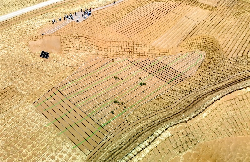Gansu : Minqin va construire une ceinture verte à bords fermés de 380 km pour renforcer la barrière de sécurité écologique