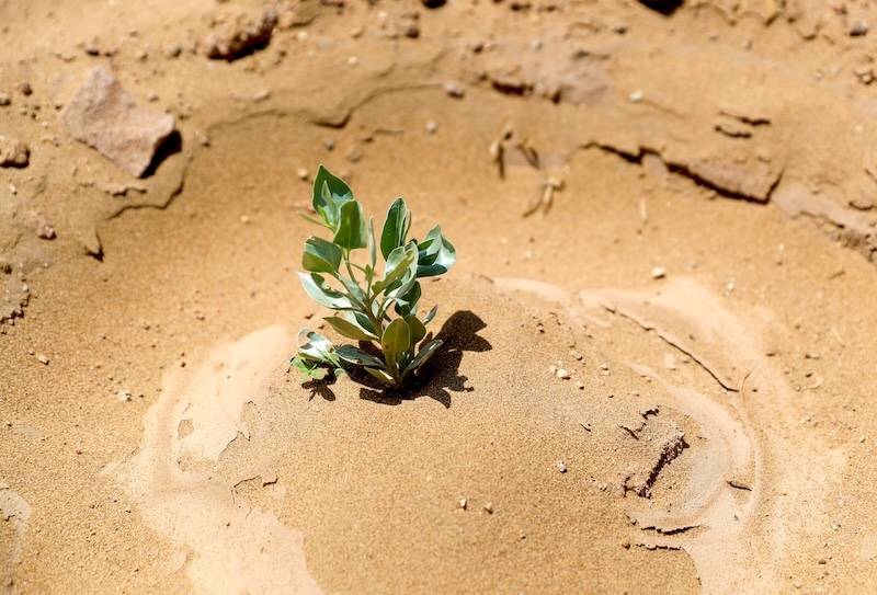 Gansu : Minqin va construire une ceinture verte à bords fermés de 380 km pour renforcer la barrière de sécurité écologique