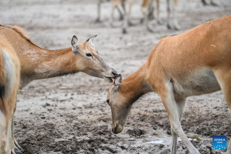 Des cerfs de Milu, vus dans la réserve naturelle nationale du Milu de Dafeng, dans la province du Jiangsu (est de la Chine), le 7 juin 2025. (Cao Yiming / Xinhua)