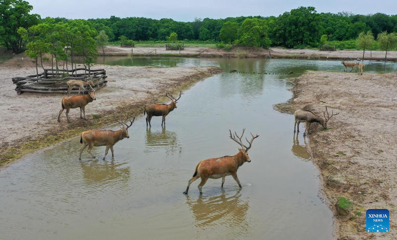 Jiangsu : une gardienne de cerfs de Milu se consacre à la recherche de l'harmonie entre l'humanité et la nature