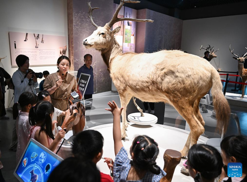 Jiangsu : une gardienne de cerfs de Milu se consacre à la recherche de l'harmonie entre l'humanité et la nature