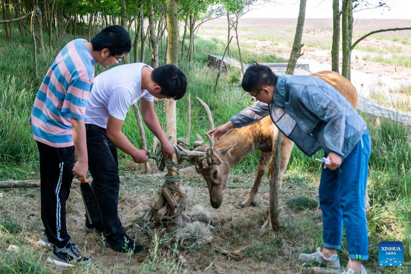 Jiangsu : une gardienne de cerfs de Milu se consacre à la recherche de l'harmonie entre l'humanité et la nature