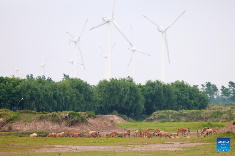 Jiangsu : une gardienne de cerfs de Milu se consacre à la recherche de l'harmonie entre l'humanité et la nature