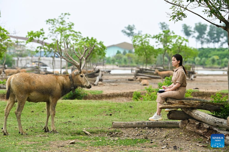 Jiangsu : une gardienne de cerfs de Milu se consacre à la recherche de l'harmonie entre l'humanité et la nature