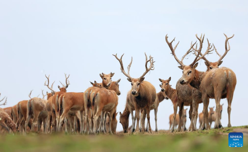 Jiangsu : une gardienne de cerfs de Milu se consacre à la recherche de l'harmonie entre l'humanité et la nature