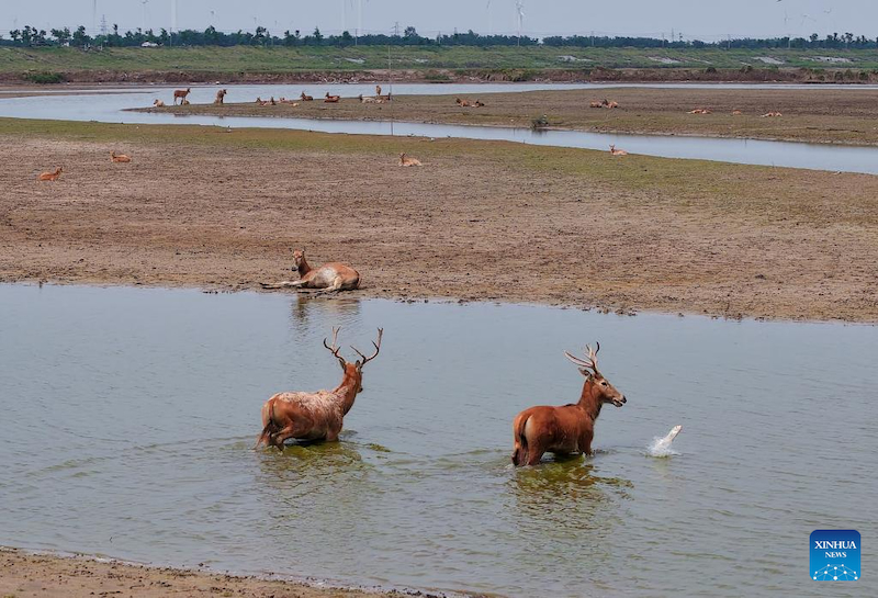 Jiangsu : une gardienne de cerfs de Milu se consacre à la recherche de l'harmonie entre l'humanité et la nature