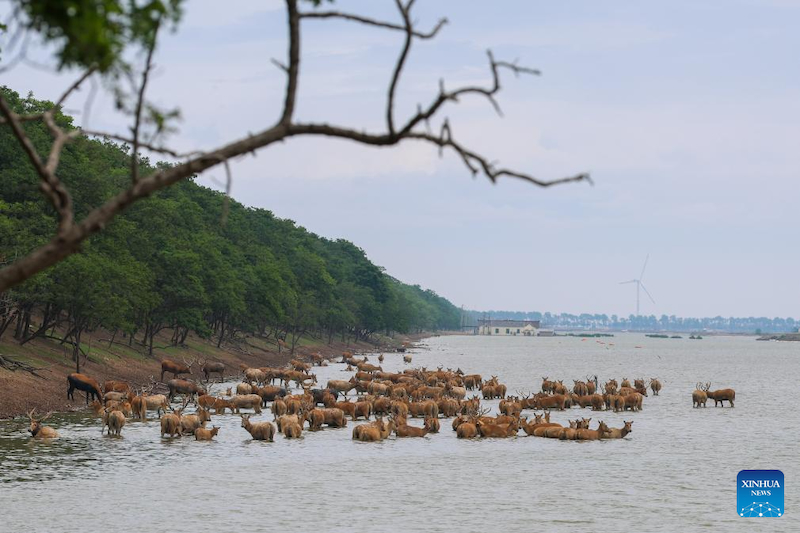 Jiangsu : une gardienne de cerfs de Milu se consacre à la recherche de l'harmonie entre l'humanité et la nature