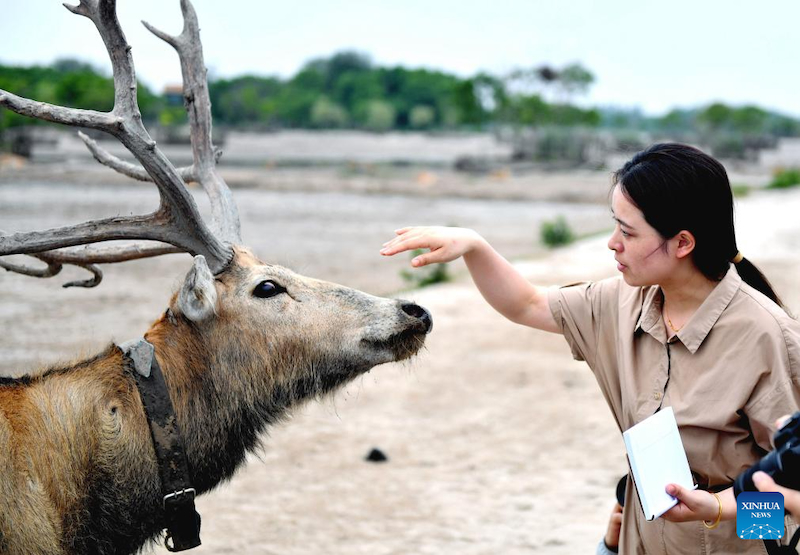 Jiangsu : une gardienne de cerfs de Milu se consacre à la recherche de l'harmonie entre l'humanité et la nature
