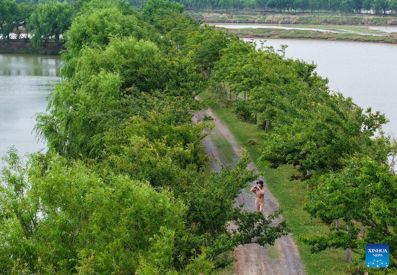 Jiangsu : une gardienne de cerfs de Milu se consacre à la recherche de l'harmonie entre l'humanité et la nature