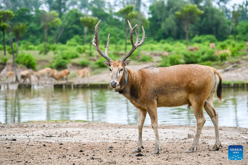 Jiangsu : une gardienne de cerfs de Milu se consacre à la recherche de l'harmonie entre l'humanité et la nature
