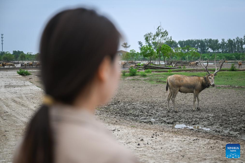 Jiangsu : une gardienne de cerfs de Milu se consacre à la recherche de l'harmonie entre l'humanité et la nature