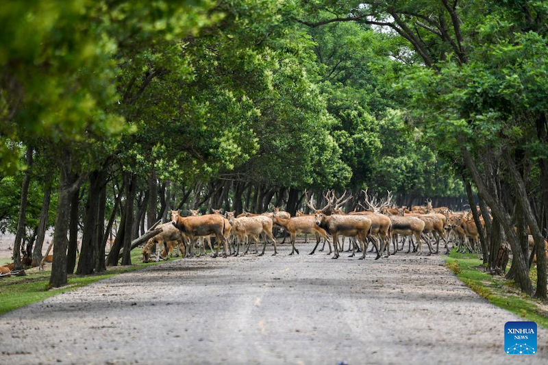 Jiangsu : une gardienne de cerfs de Milu se consacre à la recherche de l'harmonie entre l'humanité et la nature