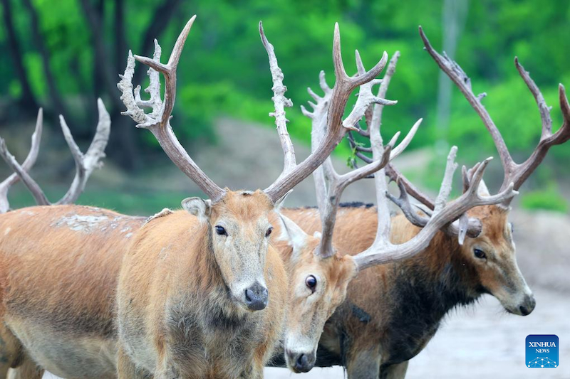 Jiangsu : une gardienne de cerfs de Milu se consacre à la recherche de l'harmonie entre l'humanité et la nature