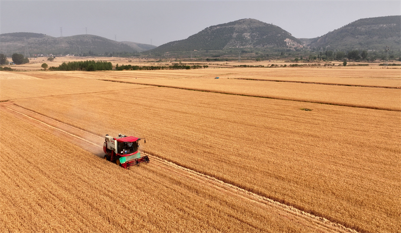 Shandong : la production agricole de la saison des ? trois étés ? bat son plein à Zaozhuang