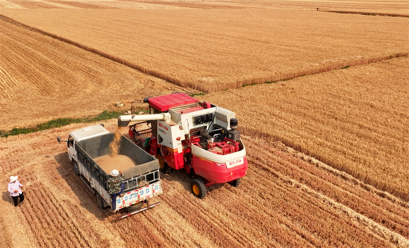 Shandong : la production agricole de la saison des ? trois étés ? bat son plein à Zaozhuang
