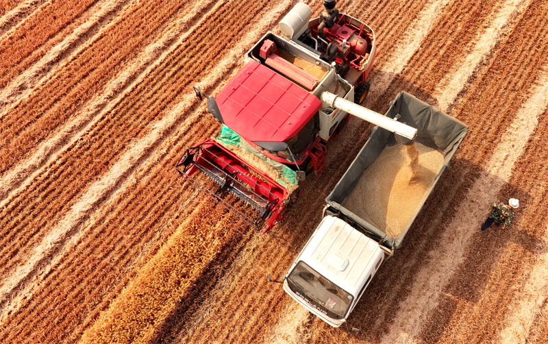 Shandong : la production agricole de la saison des ? trois étés ? bat son plein à Zaozhuang