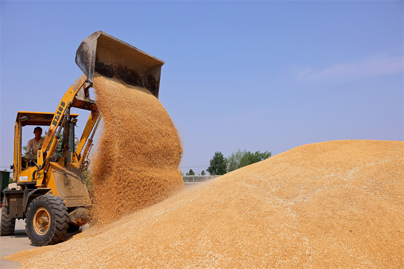 Shandong : la production agricole de la saison des ? trois étés ? bat son plein à Zaozhuang