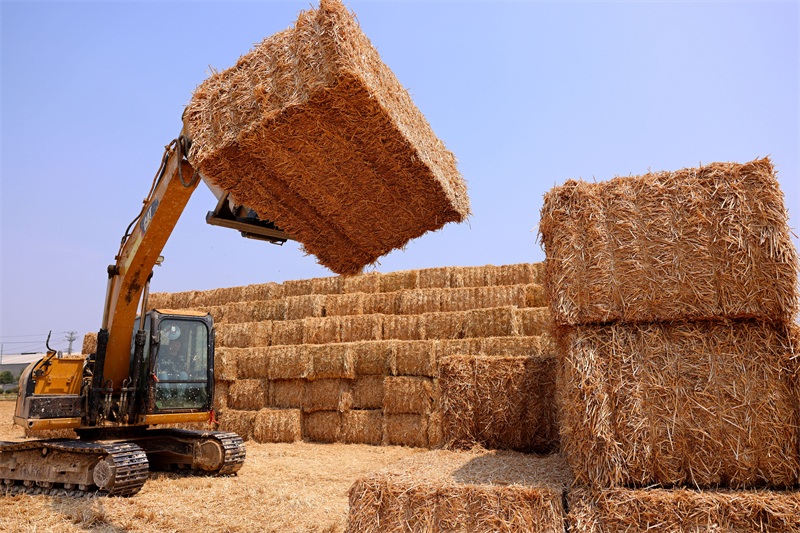 Shandong : la production agricole de la saison des ? trois étés ? bat son plein à Zaozhuang
