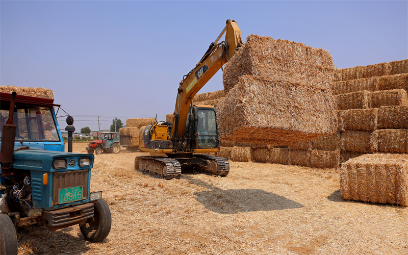 Shandong : la production agricole de la saison des ? trois étés ? bat son plein à Zaozhuang