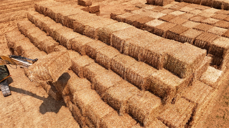 Shandong : la production agricole de la saison des ? trois étés ? bat son plein à Zaozhuang