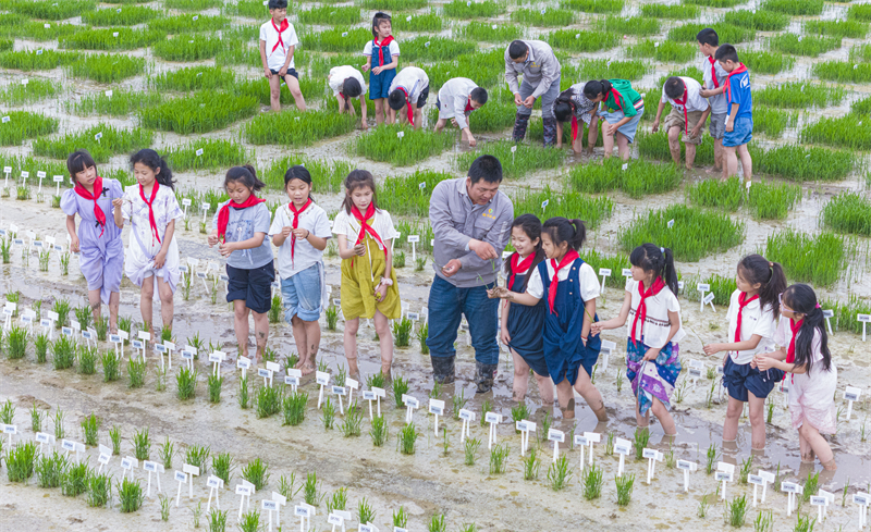Jiangsu : des élèves d'une école de Suqian suivent un cours de riziculture sur le terrain