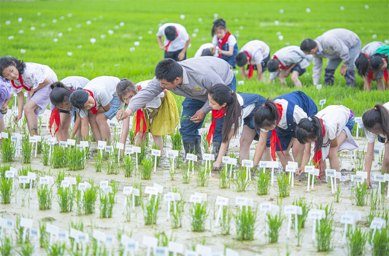 Jiangsu : des élèves d'une école de Suqian suivent un cours de riziculture sur le terrain