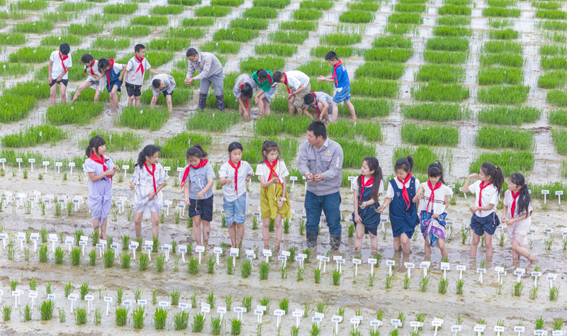Jiangsu : des élèves d'une école de Suqian suivent un cours de riziculture sur le terrain