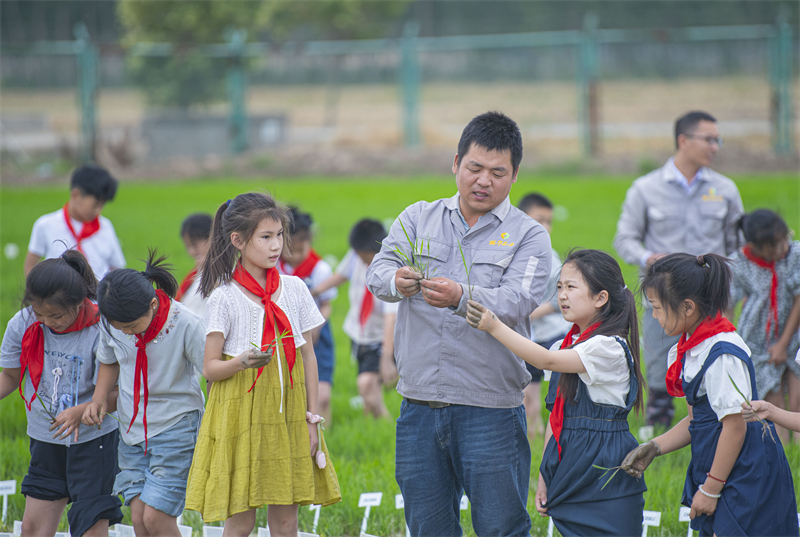 Jiangsu : des élèves d'une école de Suqian suivent un cours de riziculture sur le terrain