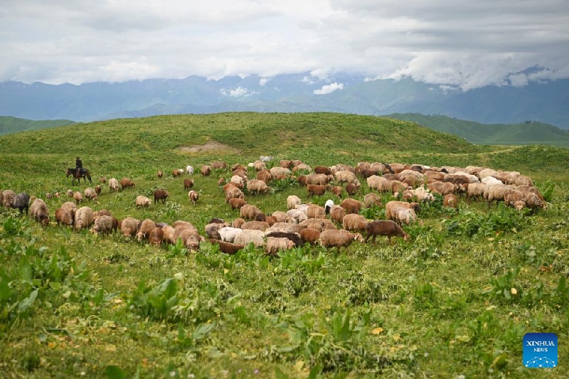 Xinjiang : ?la transhumance d'été d'un berger et de son troupeau