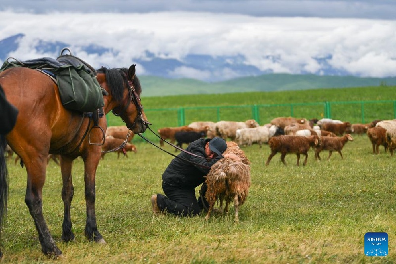 Xinjiang : ?la transhumance d'été d'un berger et de son troupeau