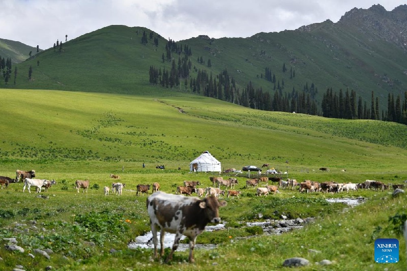 Xinjiang : ?la transhumance d'été d'un berger et de son troupeau