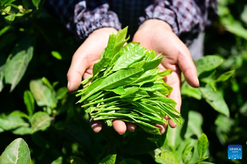 En images : patrimoine culturel immatériel national – technique de fabrication du Taiping Houkui