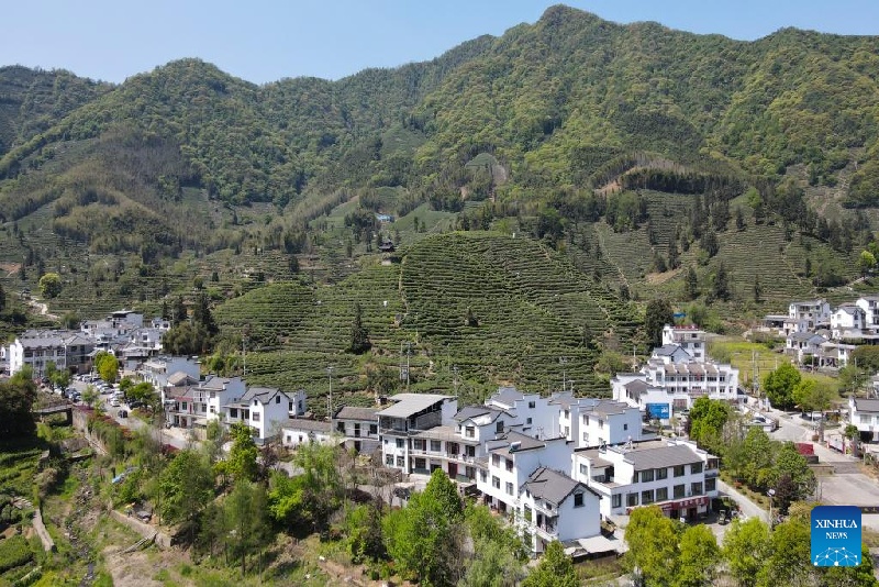 En images : patrimoine culturel immatériel national – technique de fabrication du Taiping Houkui