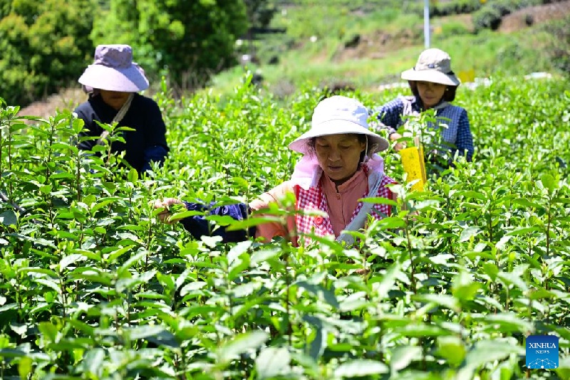 En images : patrimoine culturel immatériel national – technique de fabrication du Taiping Houkui