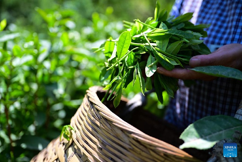 En images : patrimoine culturel immatériel national – technique de fabrication du Taiping Houkui