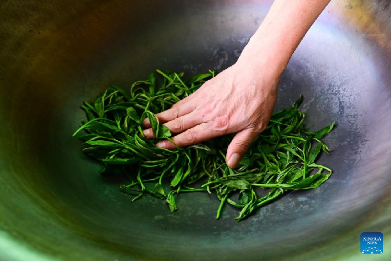 En images : patrimoine culturel immatériel national – technique de fabrication du Taiping Houkui