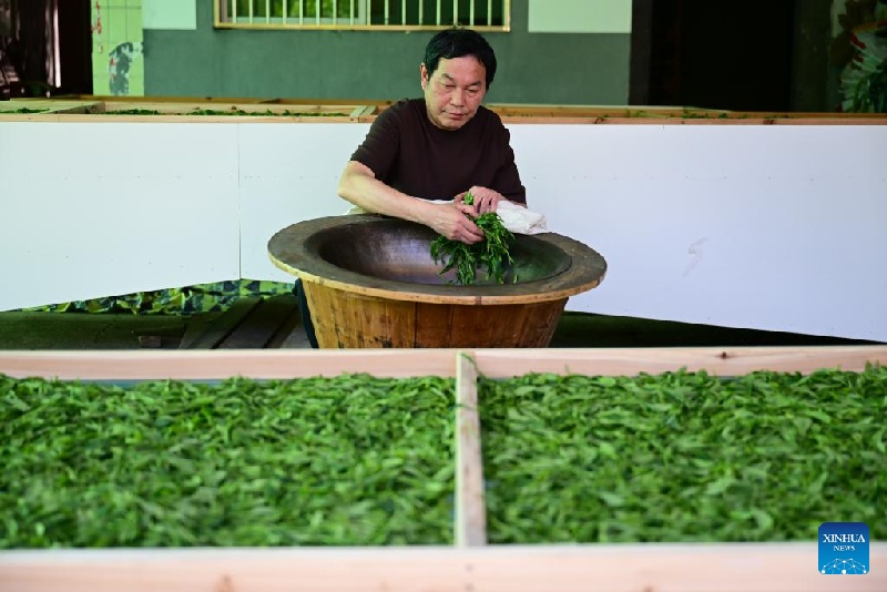 En images : patrimoine culturel immatériel national – technique de fabrication du Taiping Houkui