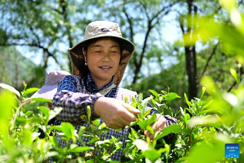 En images : patrimoine culturel immatériel national – technique de fabrication du Taiping Houkui