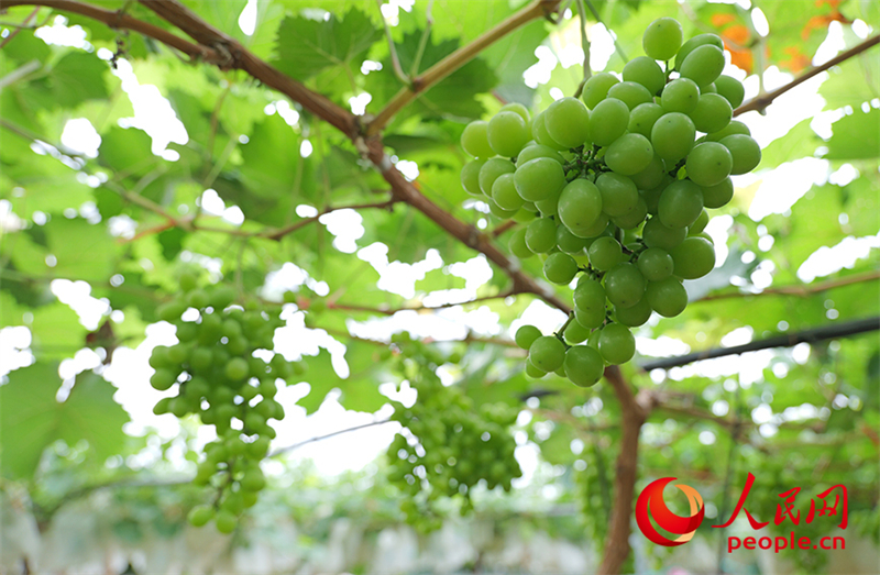 Guangxi : la ? machine sucrée ? cachée dans le petit village de montagne de Maozhushan