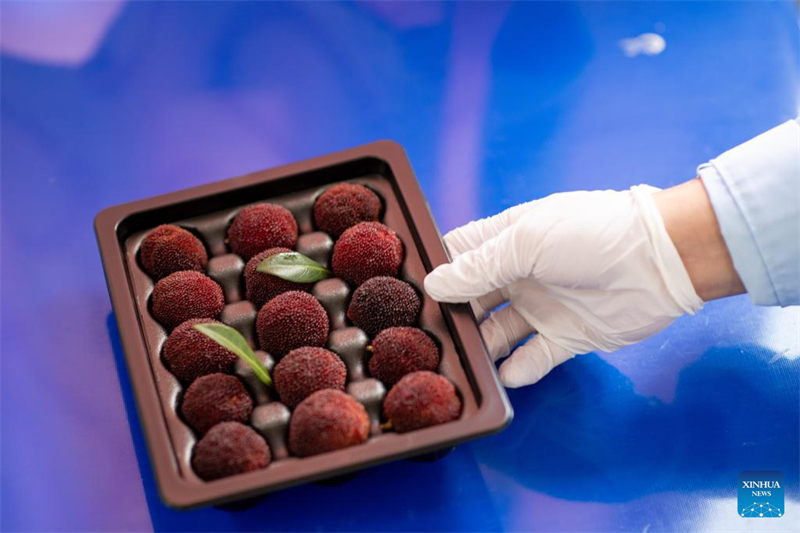 Zhejiang : des fraises chinoises fra?ches de Dongkui exportées vers l'Allemagne