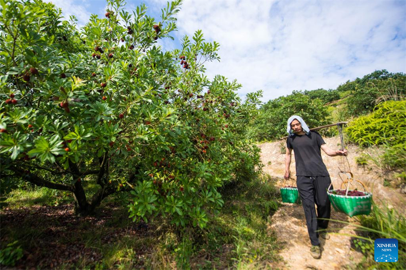 Zhejiang : des fraises chinoises fra?ches de Dongkui exportées vers l'Allemagne