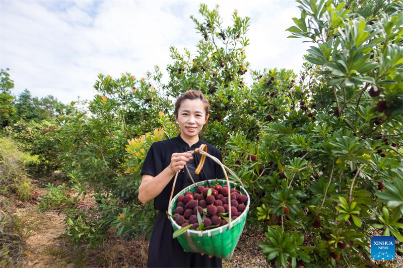 Zhejiang : des fraises chinoises fra?ches de Dongkui exportées vers l'Allemagne