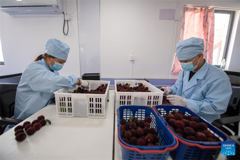 Zhejiang : des fraises chinoises fra?ches de Dongkui exportées vers l'Allemagne