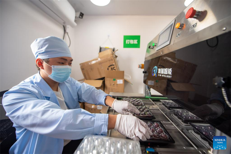 Zhejiang : des fraises chinoises fra?ches de Dongkui exportées vers l'Allemagne