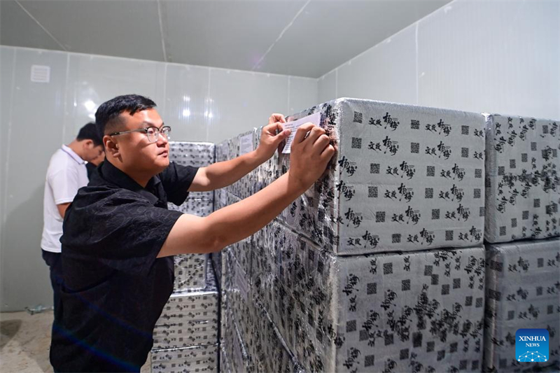 Zhejiang : des fraises chinoises fra?ches de Dongkui exportées vers l'Allemagne