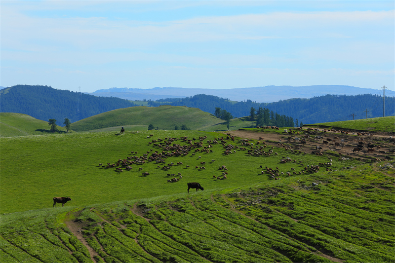 Xinjiang : la transhumance d'été entièrement lancée à Altay