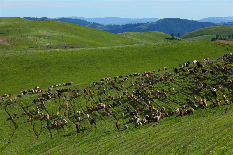 Xinjiang : la transhumance d'été entièrement lancée à Altay