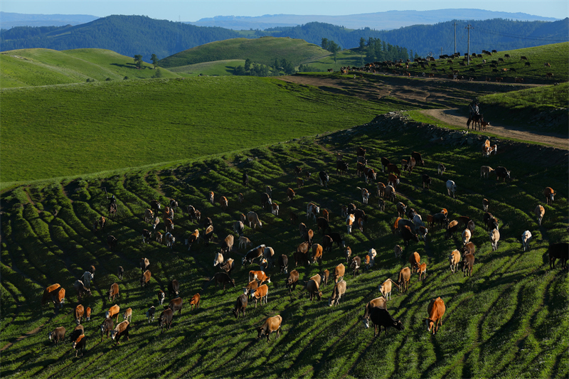 Xinjiang : la transhumance d'été entièrement lancée à Altay